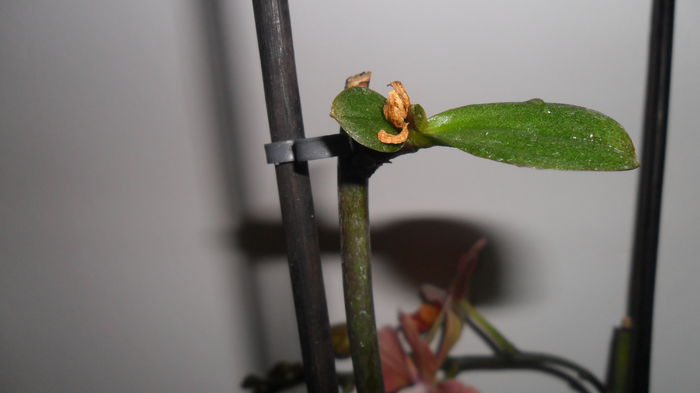 SAM_2616 - phalaenopsis