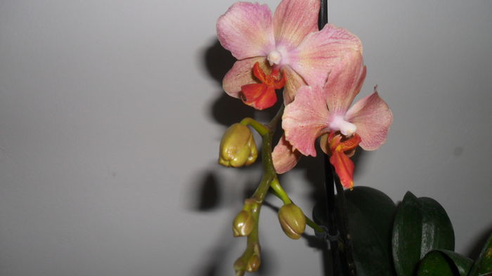 SAM_2617 - phalaenopsis