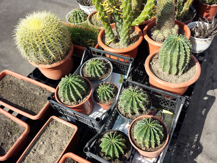 89 Grup Echinopsis oxygona si Echinopsis spachiana