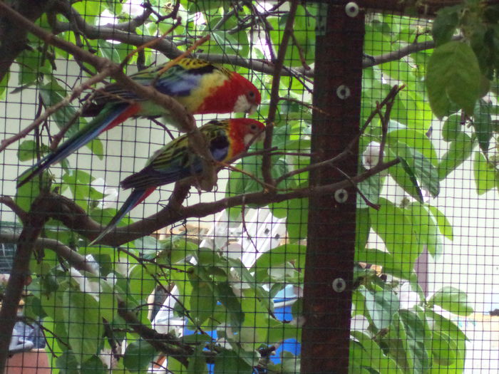 Rosella minunata-platycercus eximus - Papagalii mei