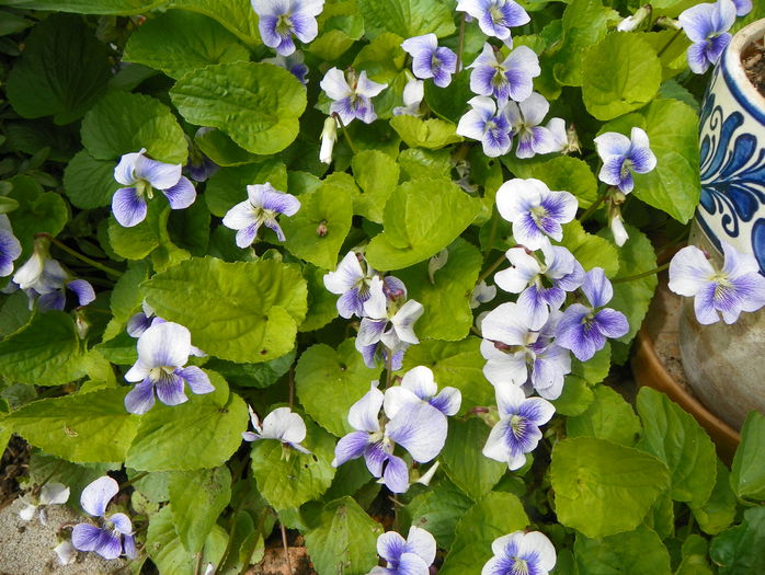 viola sororia Priceana