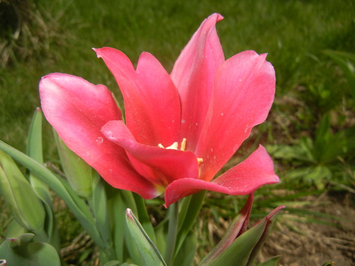 Tulipa Pimpernel (2015, April 18)
