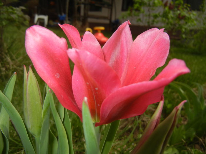 Tulipa Pimpernel (2015, April 18) - Tulipa Pimpernel