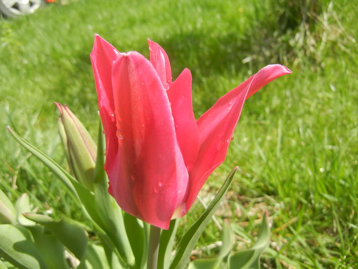 Tulipa Pimpernel (2015, April 19)
