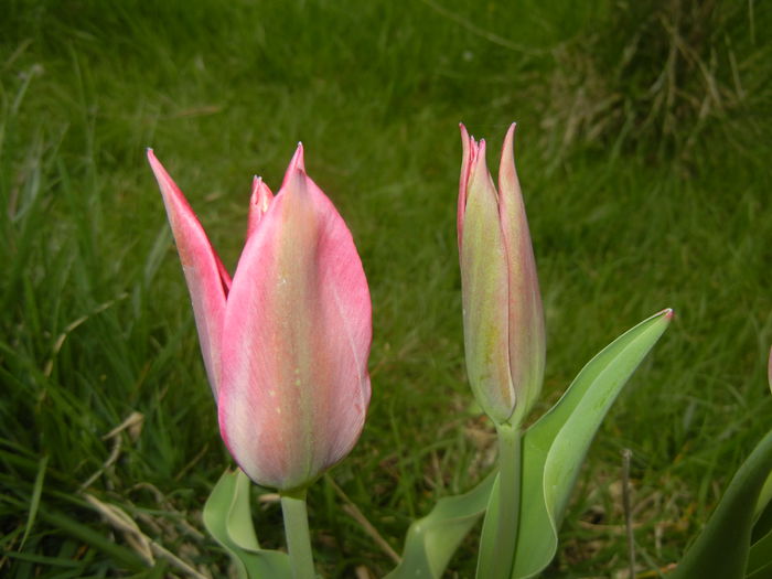Tulipa Pimpernel (2015, April 21)