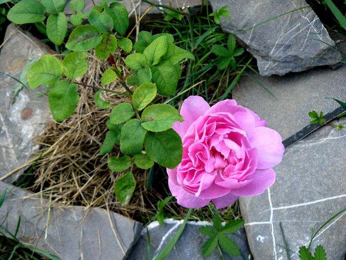 Mary Rose - Gradina rozelor Aprilie 2015