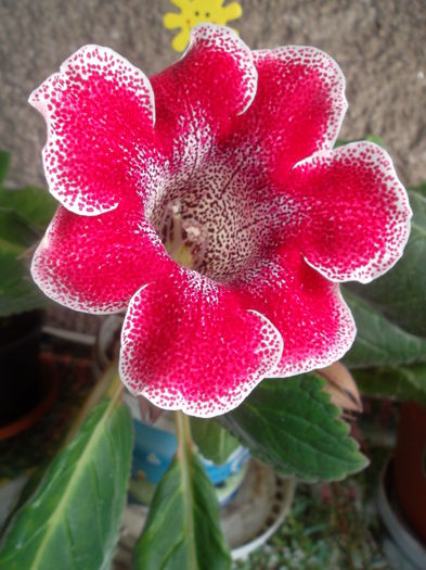 Gloxinia TV Berry - Gloxinia 2015