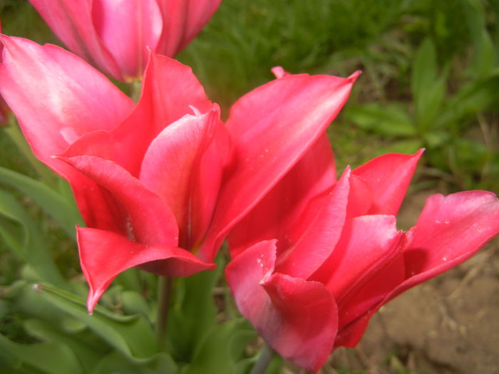 Tulipa Pimpernel (2015, April 22) - Tulipa Pimpernel