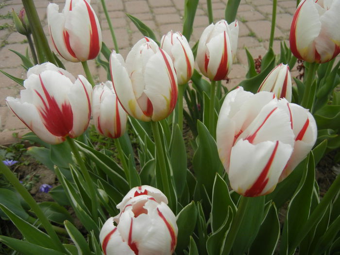 Tulipa Happy Generation (2015, April 22)