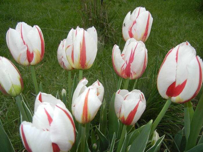 042 Tulipa Happy Generation (2015, April 22)