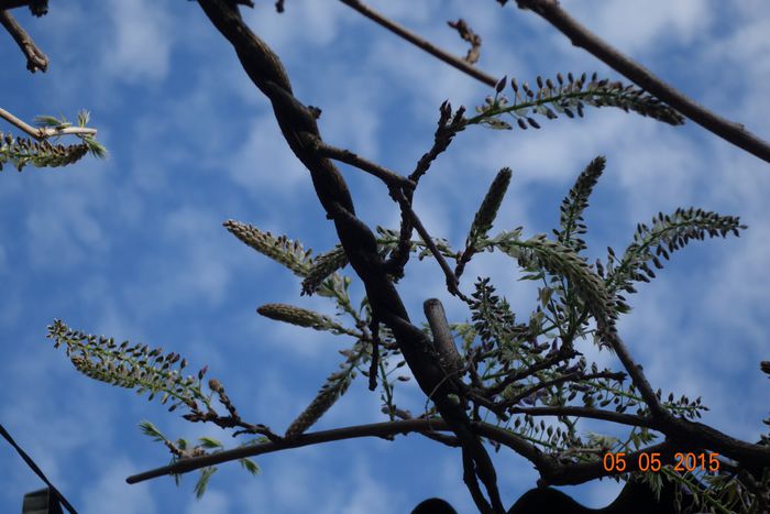 image; Glicina buchet
