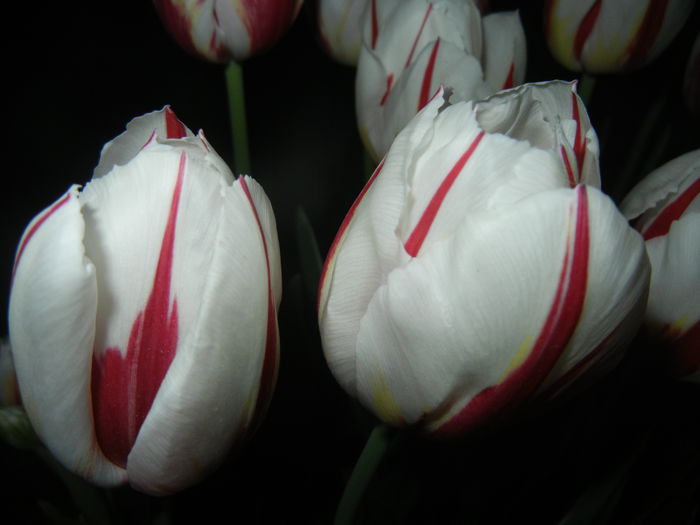 Tulipa Happy Generation (2015, April 24)