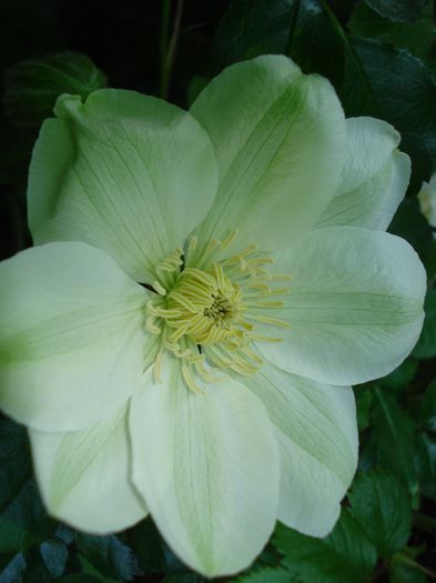 DSC06798 - Clematis 2015