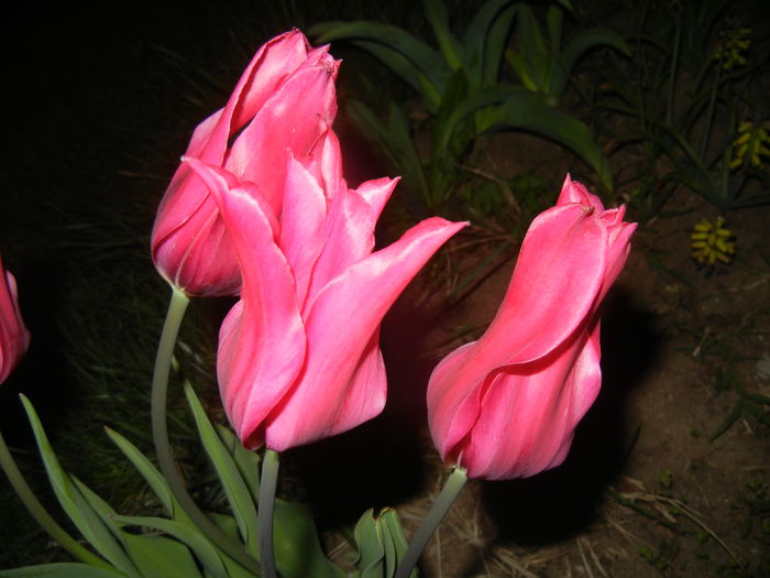 Tulipa Pimpernel (2015, April 24)