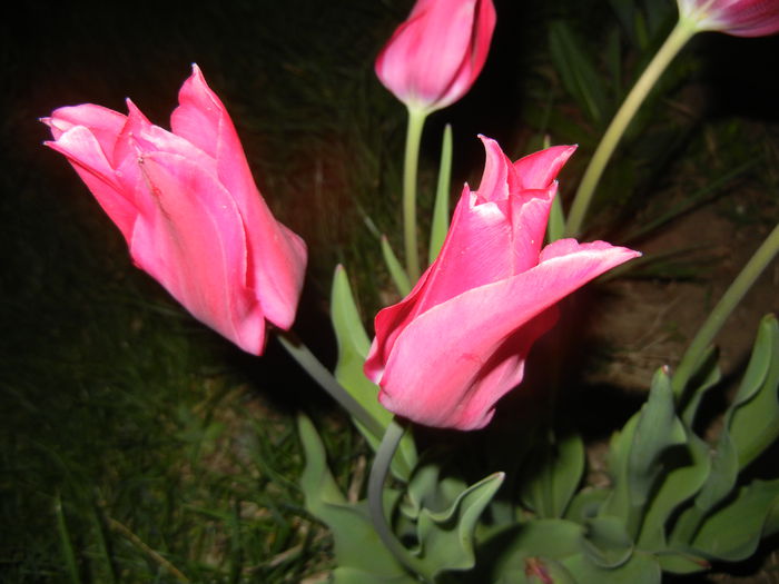 Tulipa Pimpernel (2015, April 24)