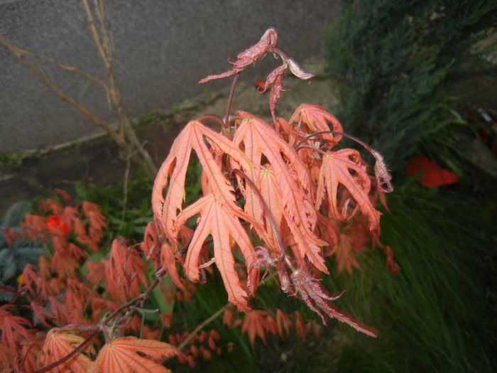 Acer palmatum Ariadne (2015, April 20)