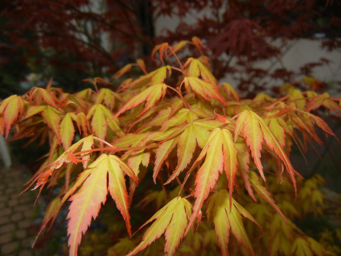 Acer palmatum Katsura (2015, April 21) - Acer palmatum Katsura