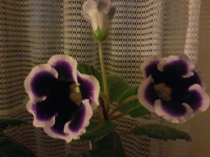 20150507_211506 - gloxinia 2014-2015-2016