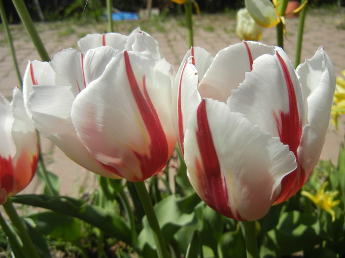 Tulipa Happy Generation (2015, April 25)