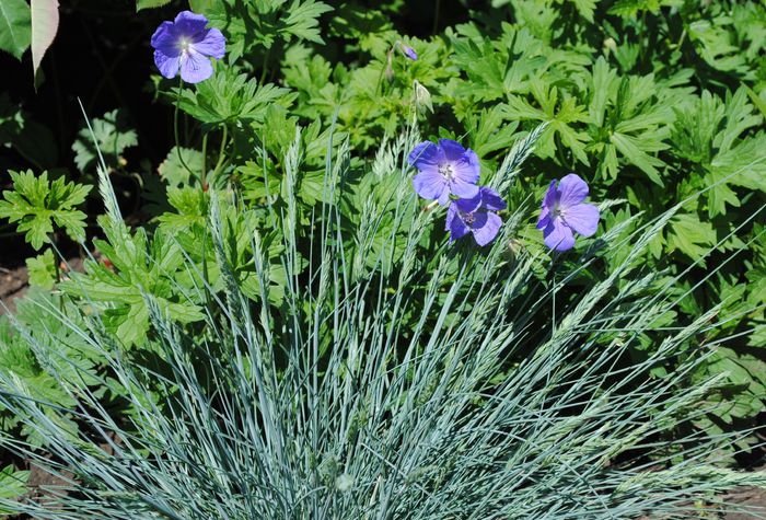 geranium him baby blue,festuca Elijah Blue - 2015 plantele mele