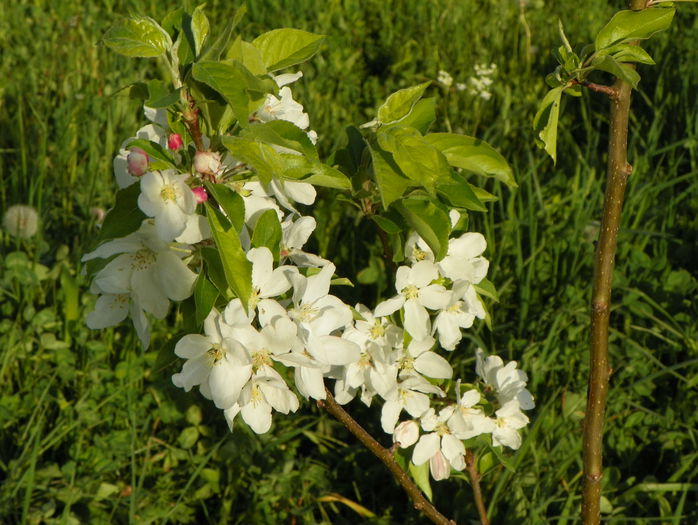 malus John Downie - z-Dobarland 2015