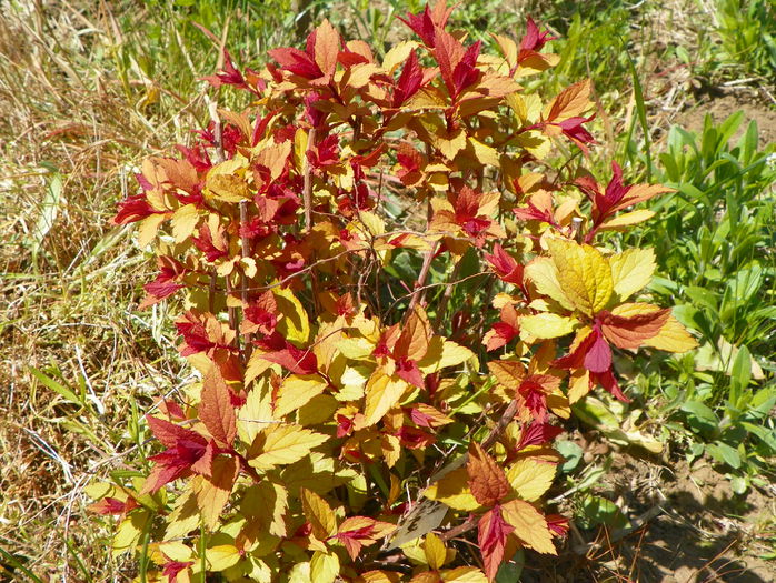 spiraea Magic Carpet - z-Dobarland 2015