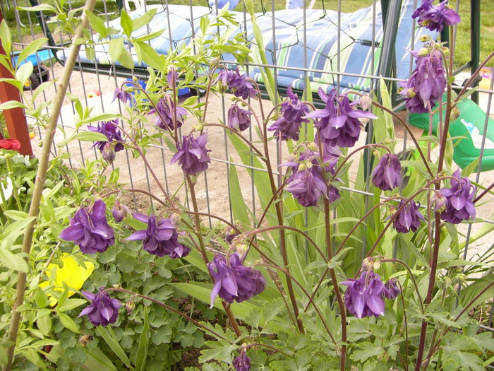 Aquilegia