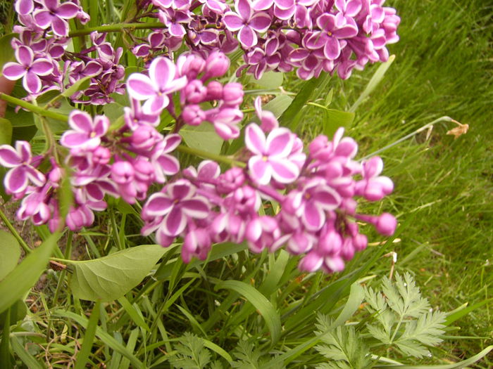 Syringa vulgaris Sensation