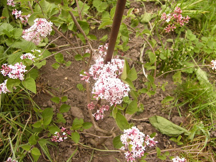 Syringa microphylla superba