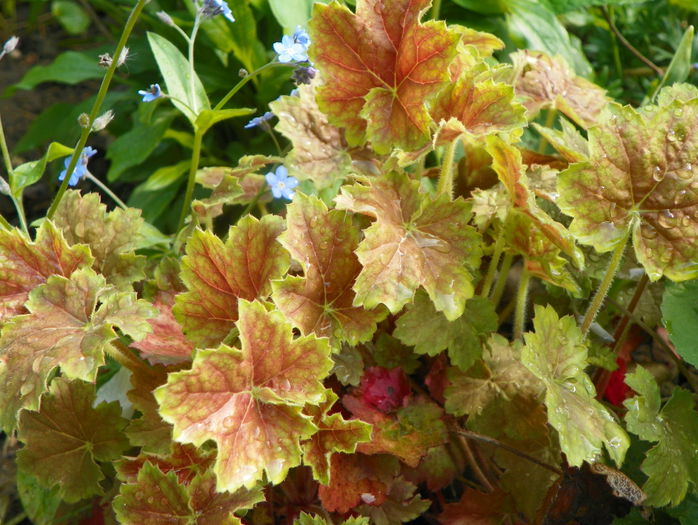 heuchera Miracle