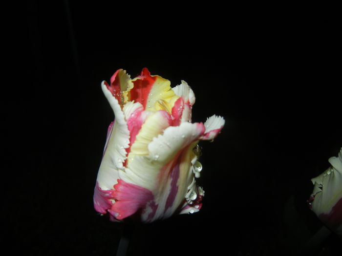 Tulipa Flaming Parrot (2015, April 27)