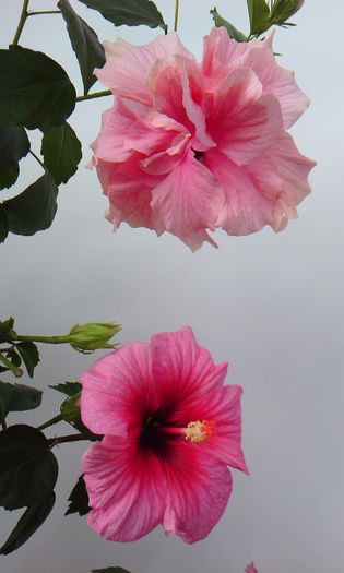 2015-05-10 15.17.08 - HIBISCUS 2015