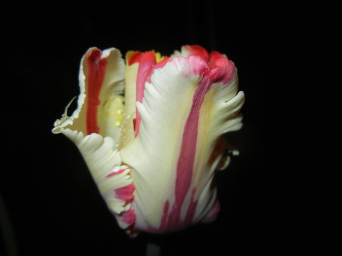 Tulipa Flaming Parrot (2015, April 27)