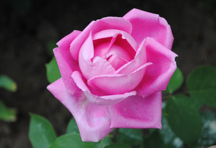 11 mai,miroase a trandafir de dulceata:)) - 2015 trandafiri - I