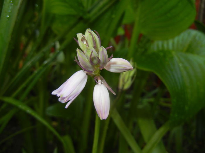 Hyacinthoides hispanica (2015, May 01) - HYACINTHOIDES Hispanica