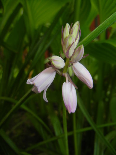 Hyacinthoides hispanica (2015, May 02) - HYACINTHOIDES Hispanica