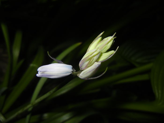 Hyacinthoides hispanica (2015, May 03)