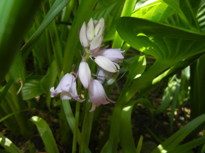 Hyacinthoides hispanica (2015, May 03) - HYACINTHOIDES Hispanica