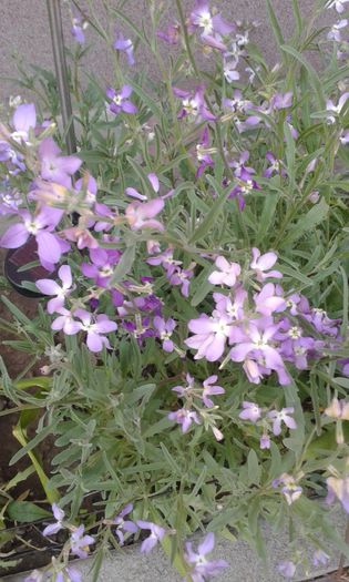 Micsandra-Matthiola Longipetala - flori de gradina