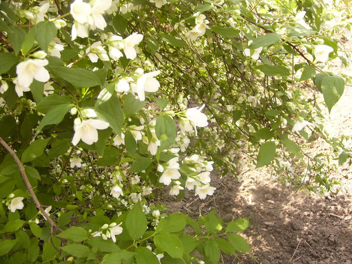 Philadelphus