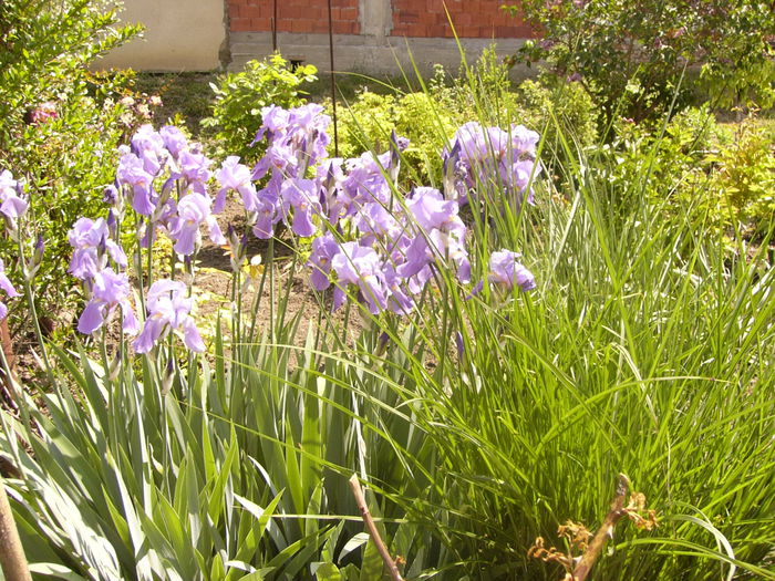 Iris Palida