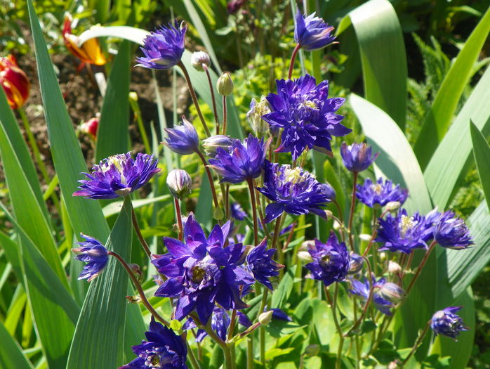 aquilegia Clementine Blue