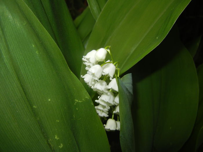 Lily of the Valley (2015, May 02)