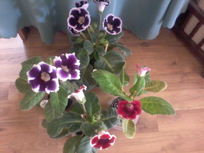 20150514_114923 - gloxinia 2014-2015-2016