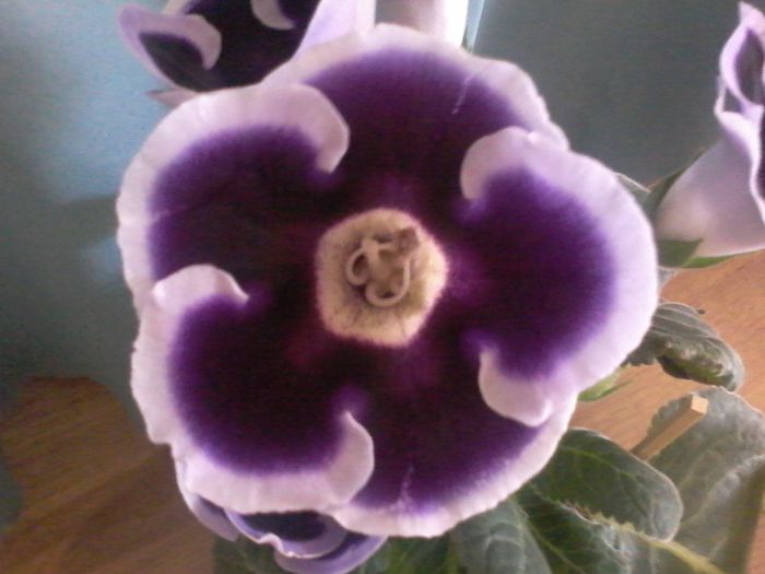 20150514_114956 - gloxinia 2014-2015-2016