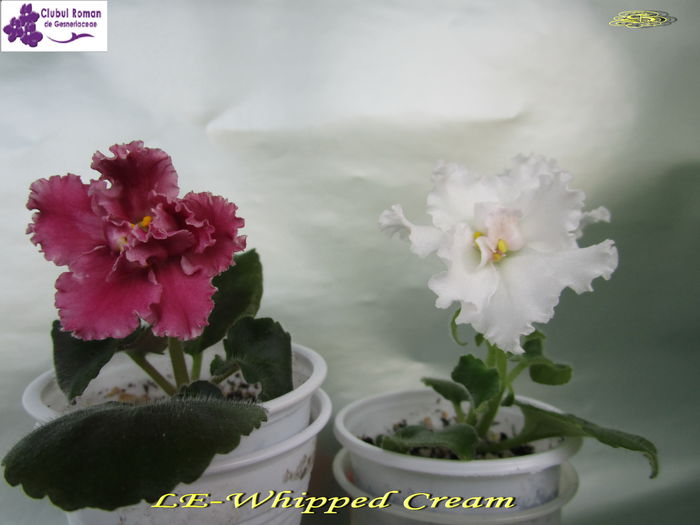 LE-Whipped Cream (14-05-2015) - Violete 2015