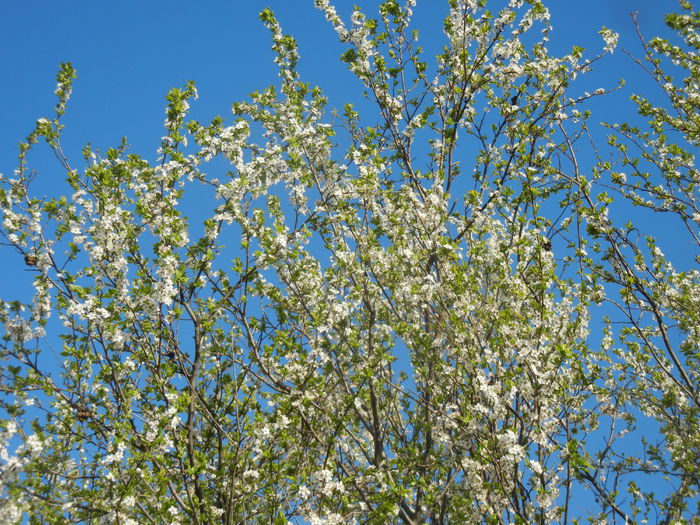 Cherry Plum Blossom (2015, April 11)