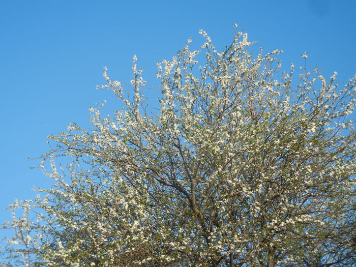 Cherry Plum Blossom (2015, April 11)