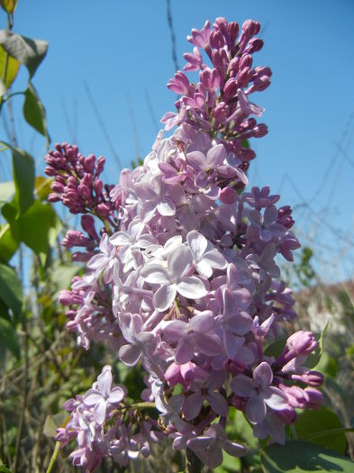 Syringa vulgaris_Lilac (2015, April 25)