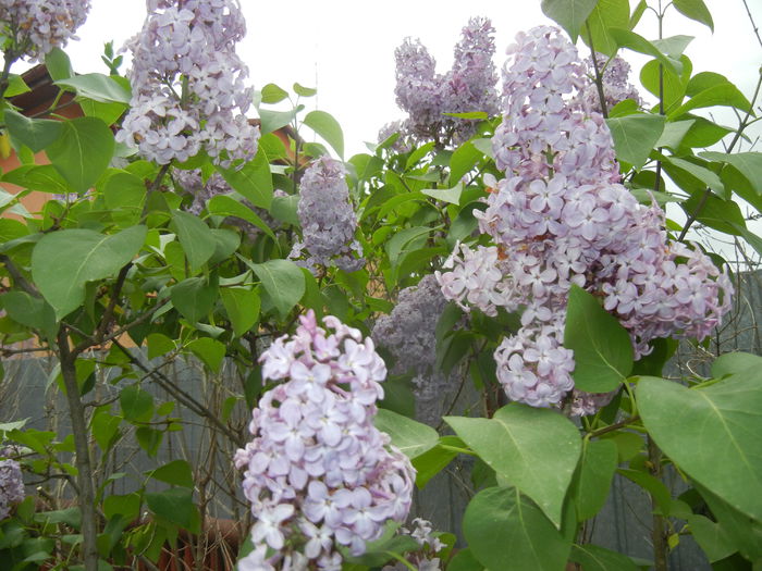 Syringa vulgaris_Lilac (2015, April 30)